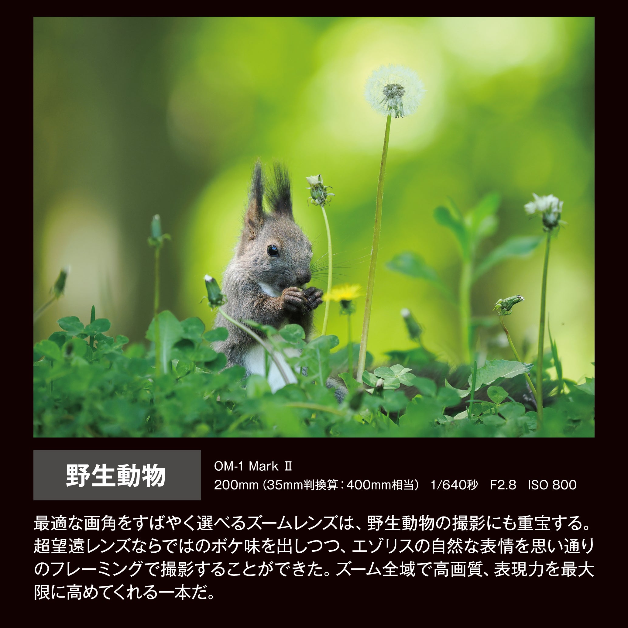 [レンタル] OM SYSTEM M.ZUIKO DIGITAL ED 50-200mm F2.8 IS PRO 超望遠ズームレンズ＋テレコンバーター MC-20 セット - 15