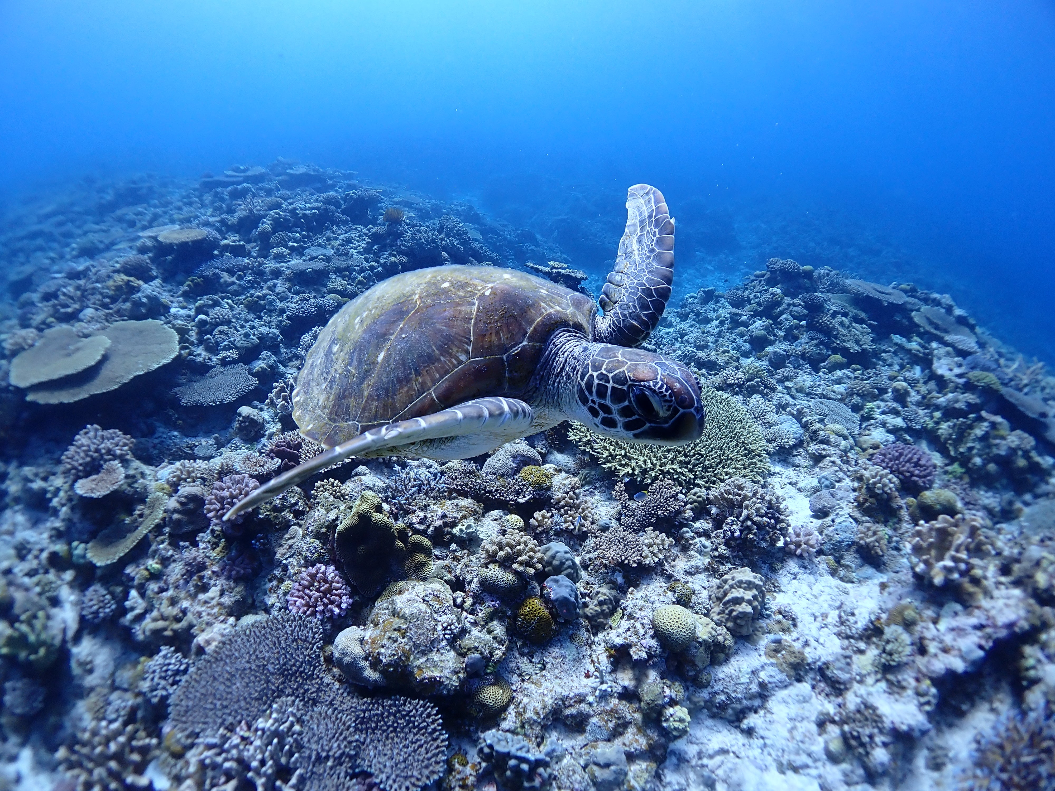 [レンタル] OM SYSTEM 防水カメラ Tough TG-7 コンパクトデジタルカメラ - 14