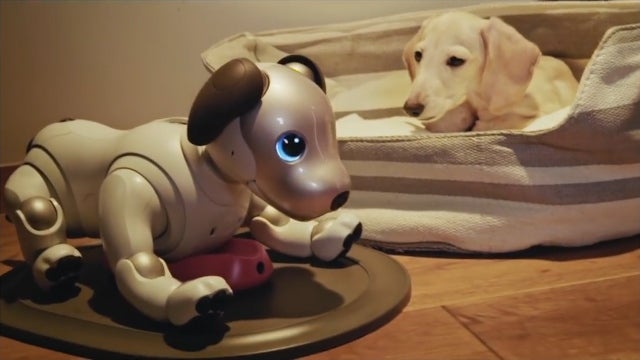[レンタル] ソニー エンタテインメントロボット aibo アイボリーホワイト 足裏パッド付き - 9