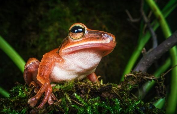 [レンタル] LAOWA 24mm F14 2X MACRO PROBE マクロプローブレンズ (SONY Eマウント用) - 6