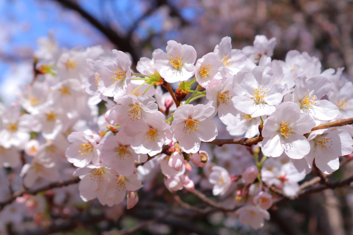 [レンタル] CANON EOS Kiss M ボディ ブラック ミラーレス一眼 - 4