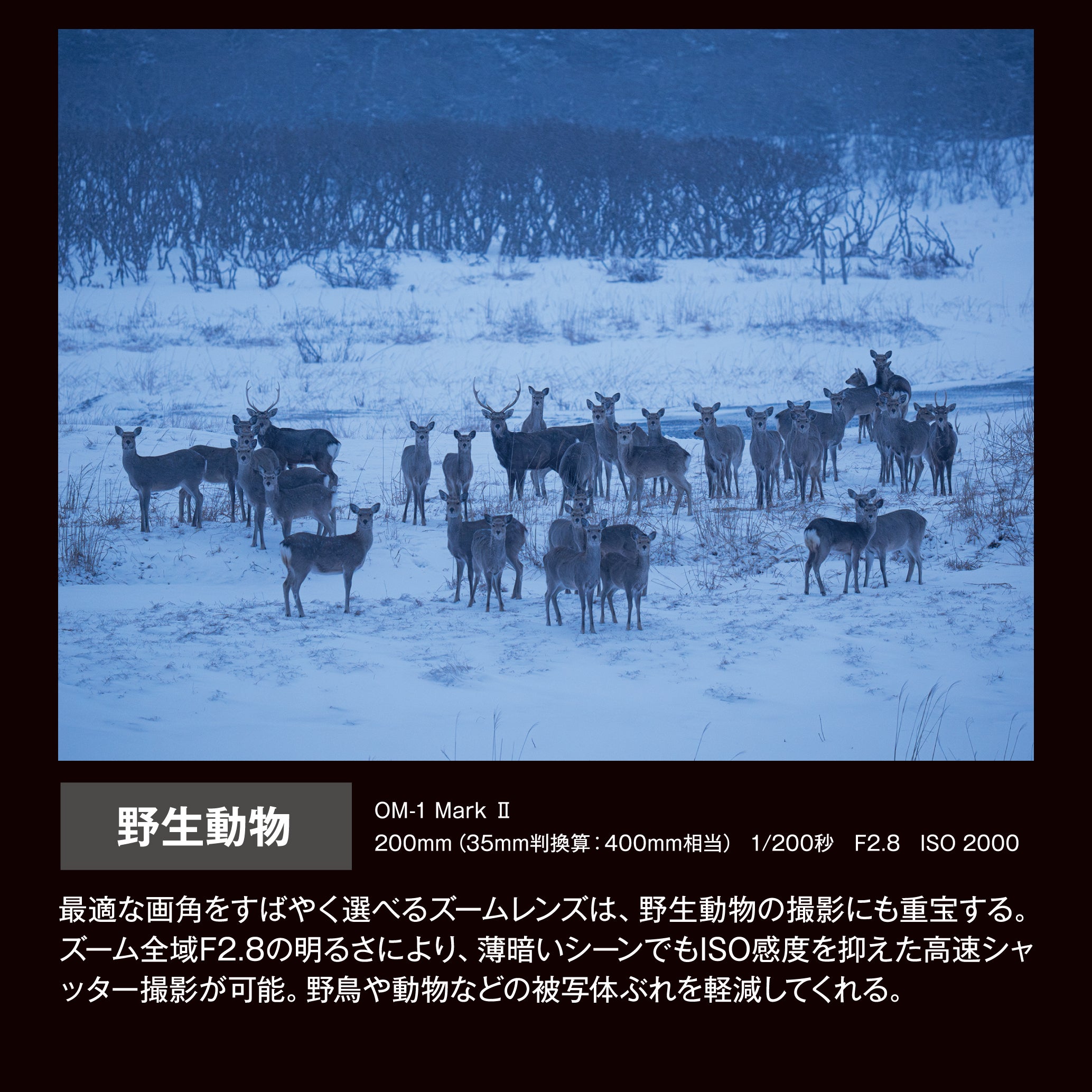 [レンタル] OM SYSTEM M.ZUIKO DIGITAL ED 50-200mm F2.8 IS PRO 超望遠ズームレンズ - 9