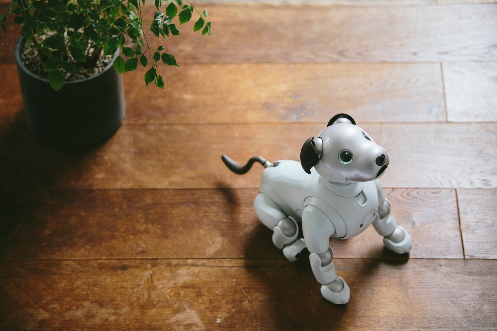 美品　期間限定　ソニーアイボAIBO　アイボリーホワイト　動作確認済【匿名配送】 美品 期間限定 ソニーアイボAIBO アイボリーホワイト 動作確認済【匿名