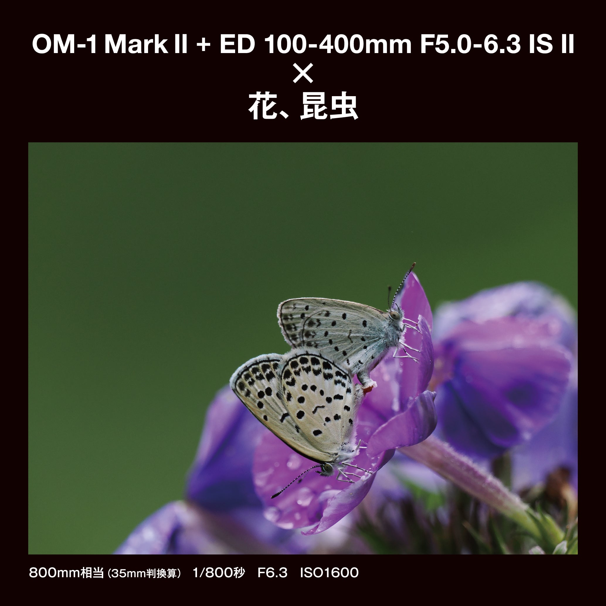 [レンタル] [発表会・野鳥・ペンサ] OM SYSTEM OM-1 Mark II ＆ M.ZUIKO DIGITAL ED 100-400mm F5.0-6.3 IS II 望遠ズームレンズセット - 21