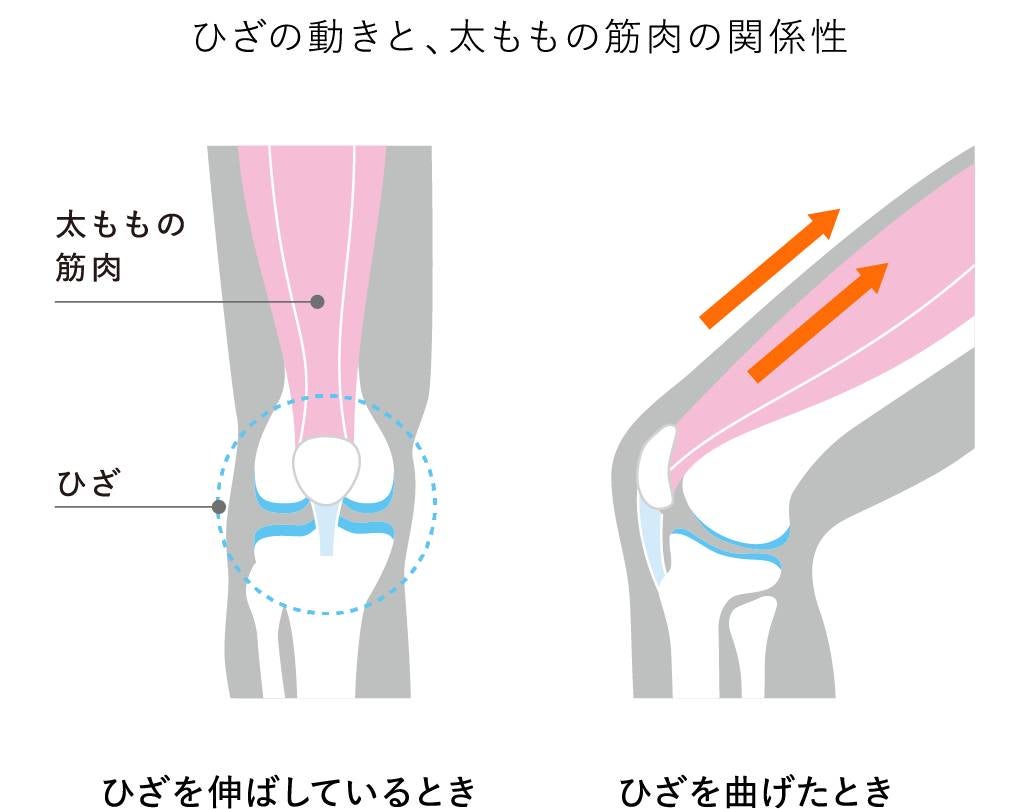 [レンタル] MTG SIXPAD Knee Fit(ニーフィット) SE-AY Knee Fit専用コントローラー セット - 5