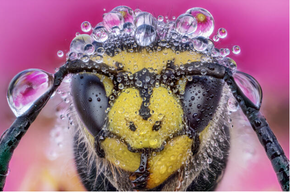 [レンタル] LAOWA 25mm F2.8 2.5-5X ULTRA MACRO (SONY Eマウント用) - 6