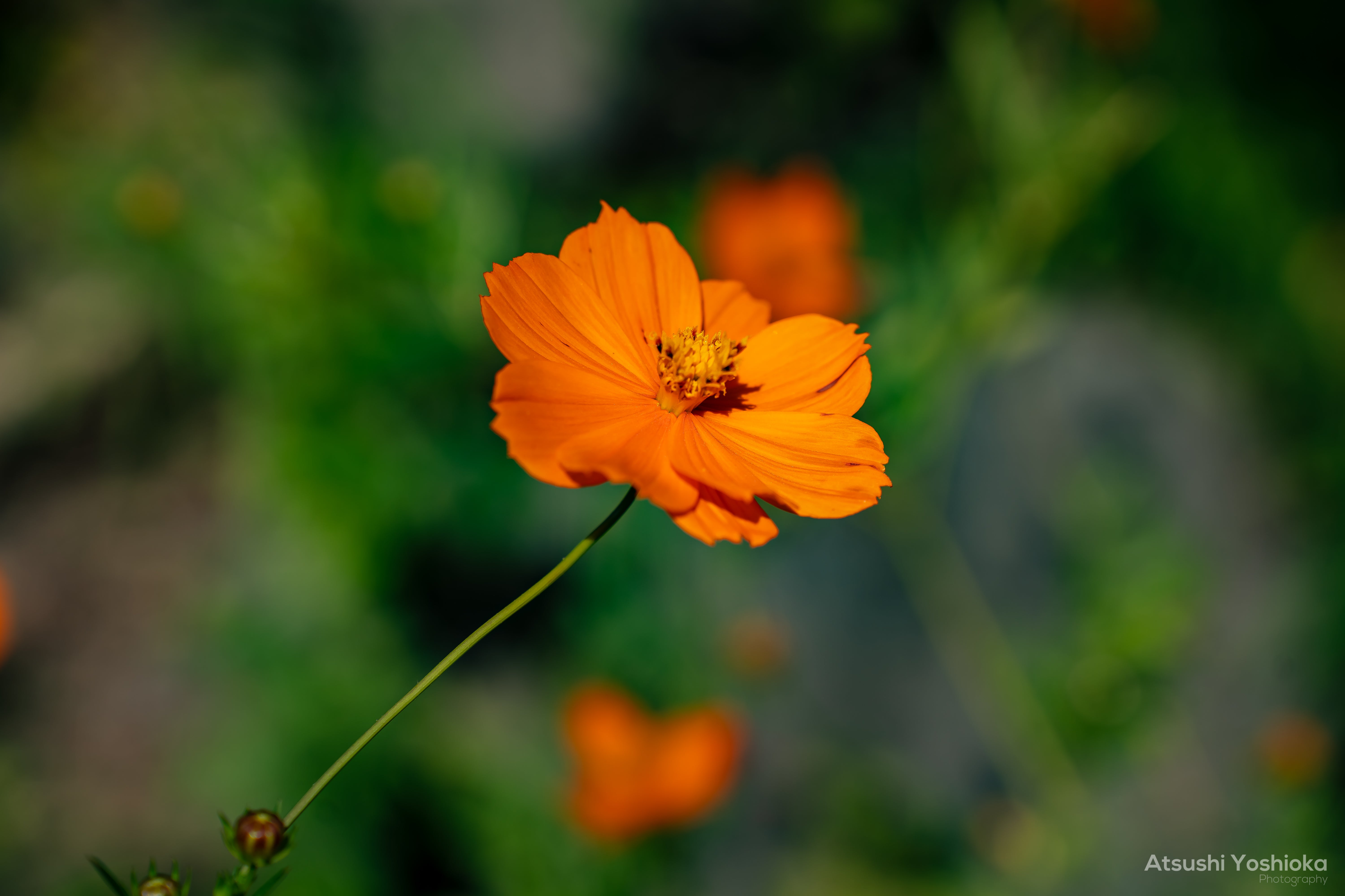 [レンタル] タムロン 28-75mm F/2.8 Di III VXD G2(Model A063) 標準ズームレンズ (SONY Eマウント用) - 6