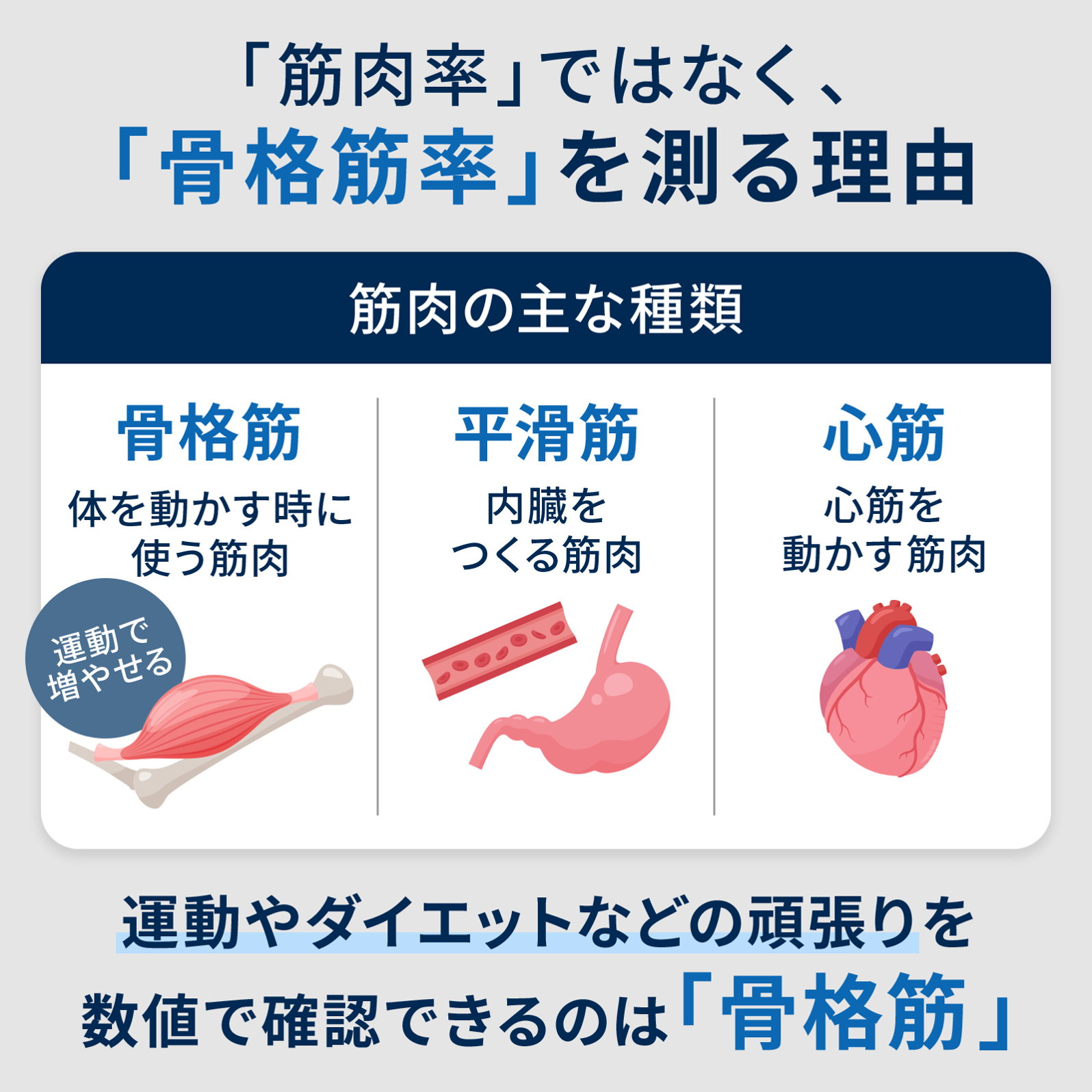 オムロン カラダスキャン KRD-608T2 骨格筋率を測る理由の図解 - 7