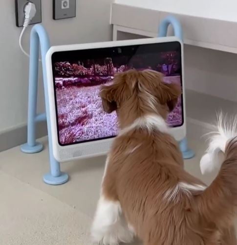 [レンタル] サニーウェーブテック Dogsplay 犬用ディスプレイ - 9