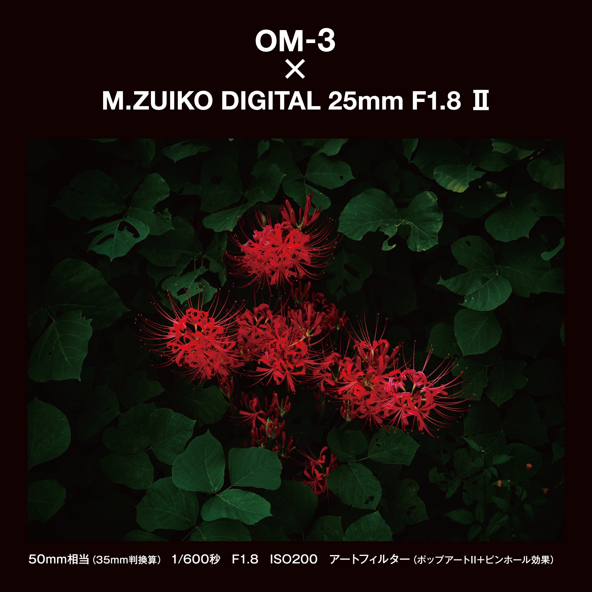 [レンタル] OM SYSTEM M.ZUIKO DIGITAL 25mm F1.8 II 単焦点レンズ - 6