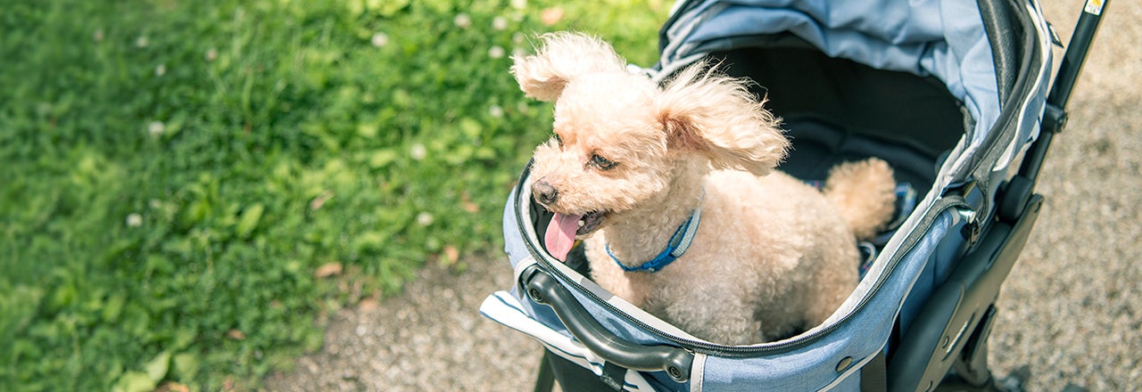 レンタル ペットカート 一覧 Rentio レンティオ