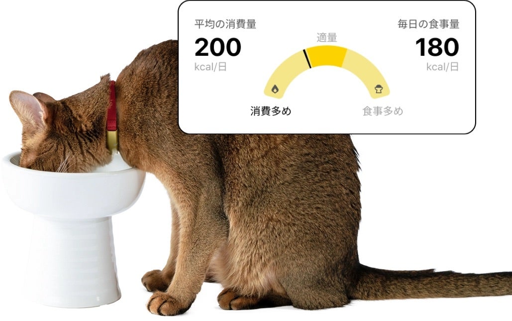 [レンタル] [色はランダムでお届け]Catlog（キャトログ）基本セット 第一世代 - 8