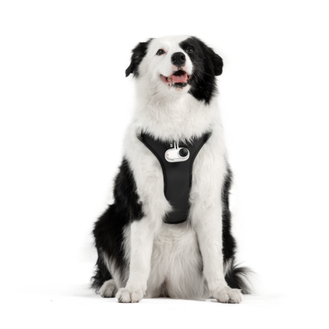 [レンタル] Insta360 ペットハーネスマウント サイズ L - 5