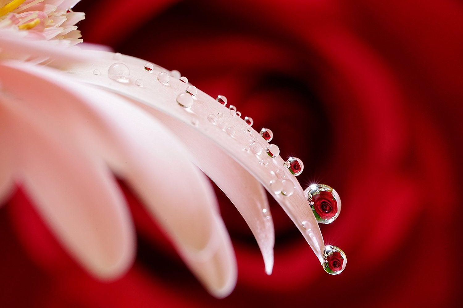 [レンタル] SONY α7 II ILCE-7M2 ボディ ミラーレス一眼 - 4