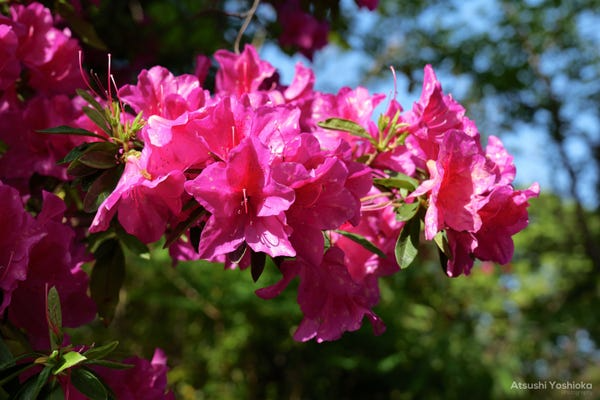 [レンタル] パナソニック LUMIX DC-S5 標準ズームレンズキット ミラーレス一眼 - 5