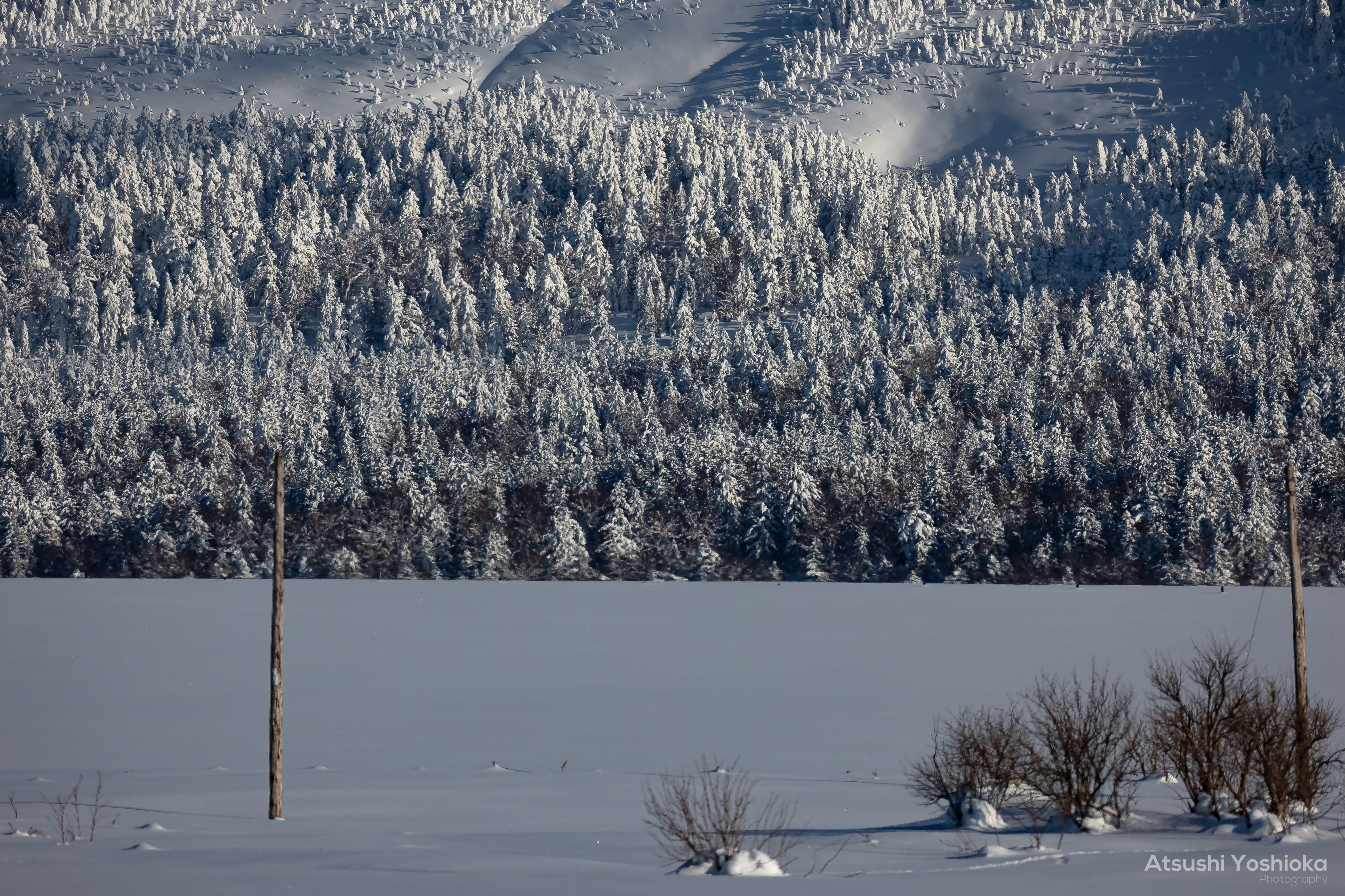 [レンタル] CANON RF600mm F11 IS STM 超望遠単焦点レンズ - 9