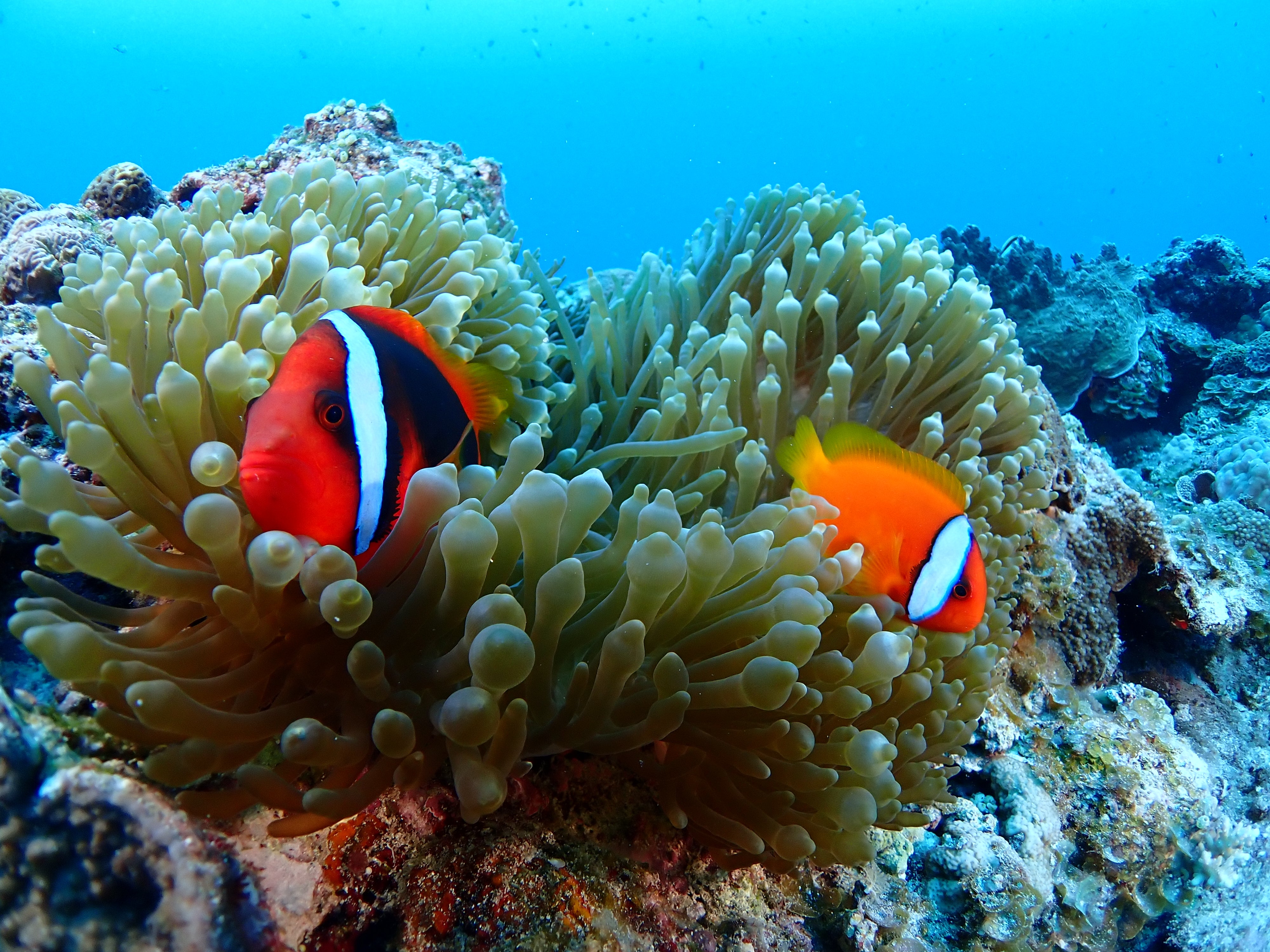 [レンタル] OM SYSTEM 防水カメラ Tough TG-7 コンパクトデジタルカメラ - 21