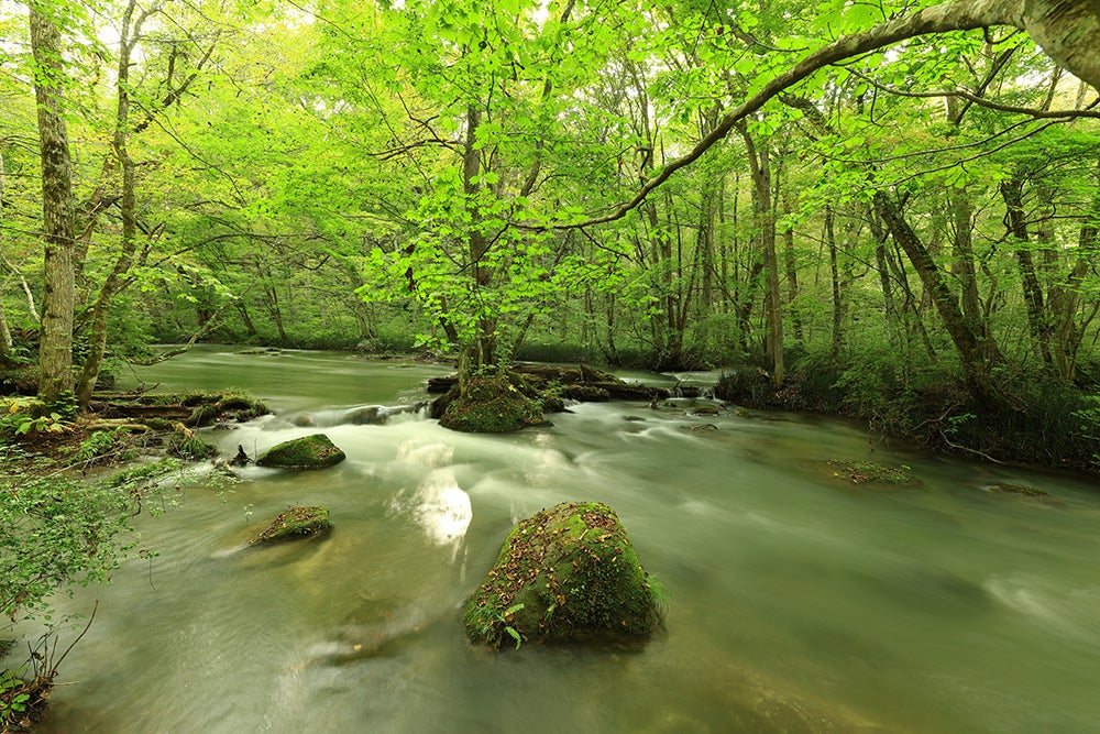 [レンタル] CANON RF14mm F1.4 L VCM 大口径超広角単焦点レンズ - 5