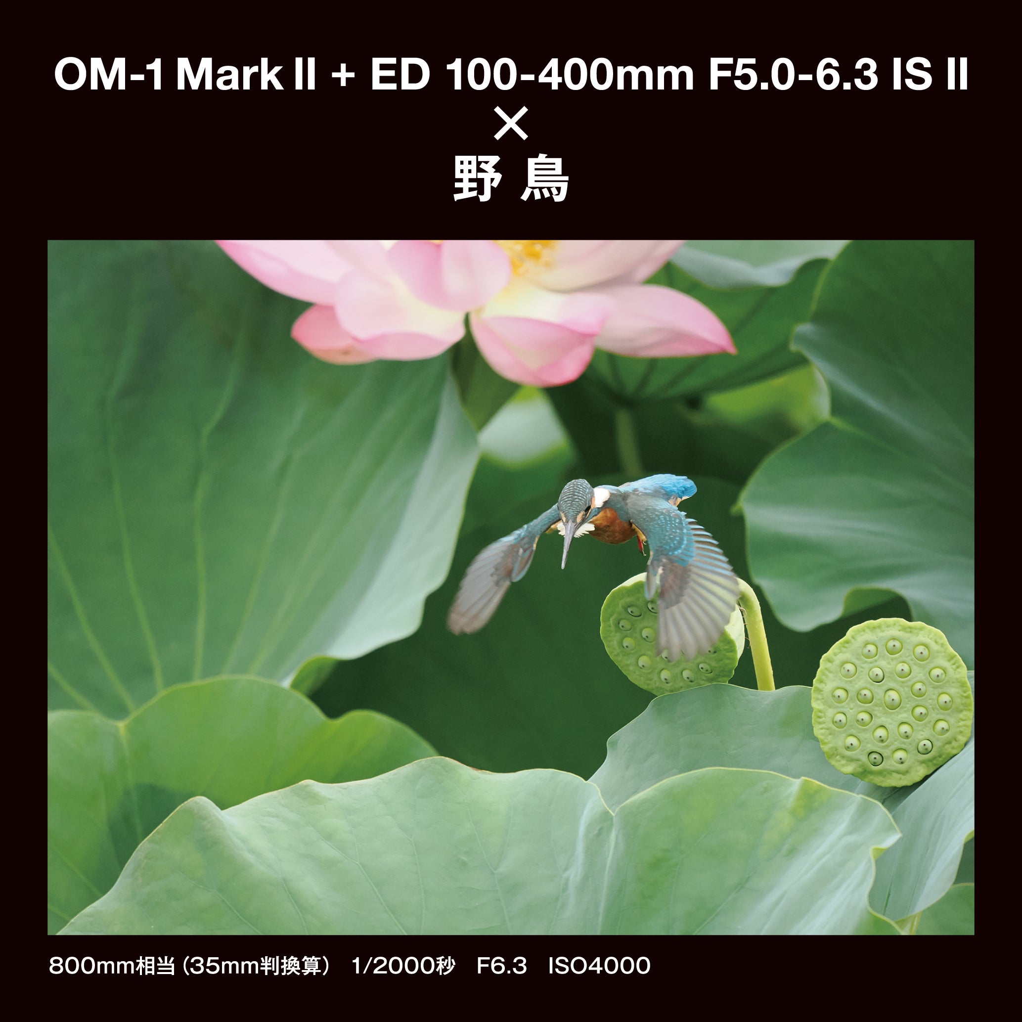 [レンタル] [発表会・野鳥・ペンサ] OM SYSTEM OM-1 Mark II ＆ M.ZUIKO DIGITAL ED 100-400mm F5.0-6.3 IS II 望遠ズームレンズセット - 22