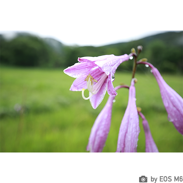 [レンタル] CANON EOS M6 ダブルズームキット(ブラック) ミラーレス一眼 - 5