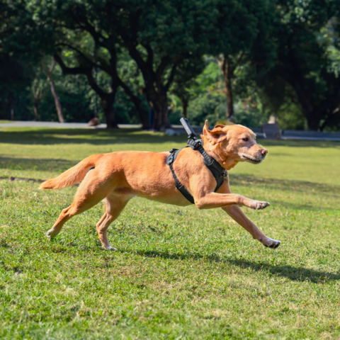 [レンタル] Insta360 ペットハーネスマウント サイズ L - 7