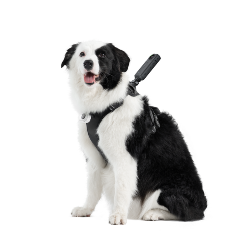 レンタル] Insta360 ペットハーネスマウント サイズ L - Rentio