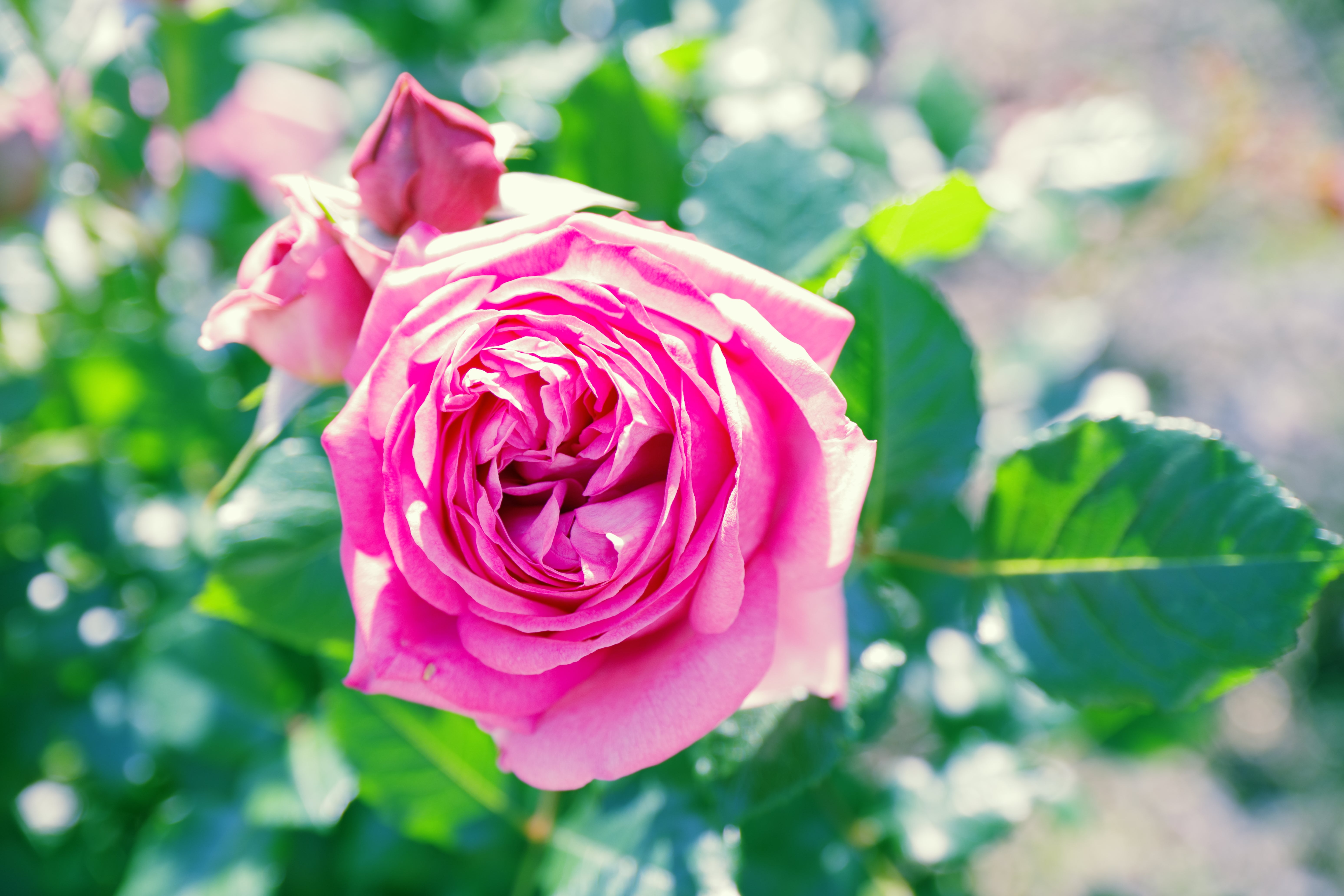 [レンタル] リコー HD PENTAX-DA★16-50mm F2.8ED PLM AW 標準ズームレンズ - 8