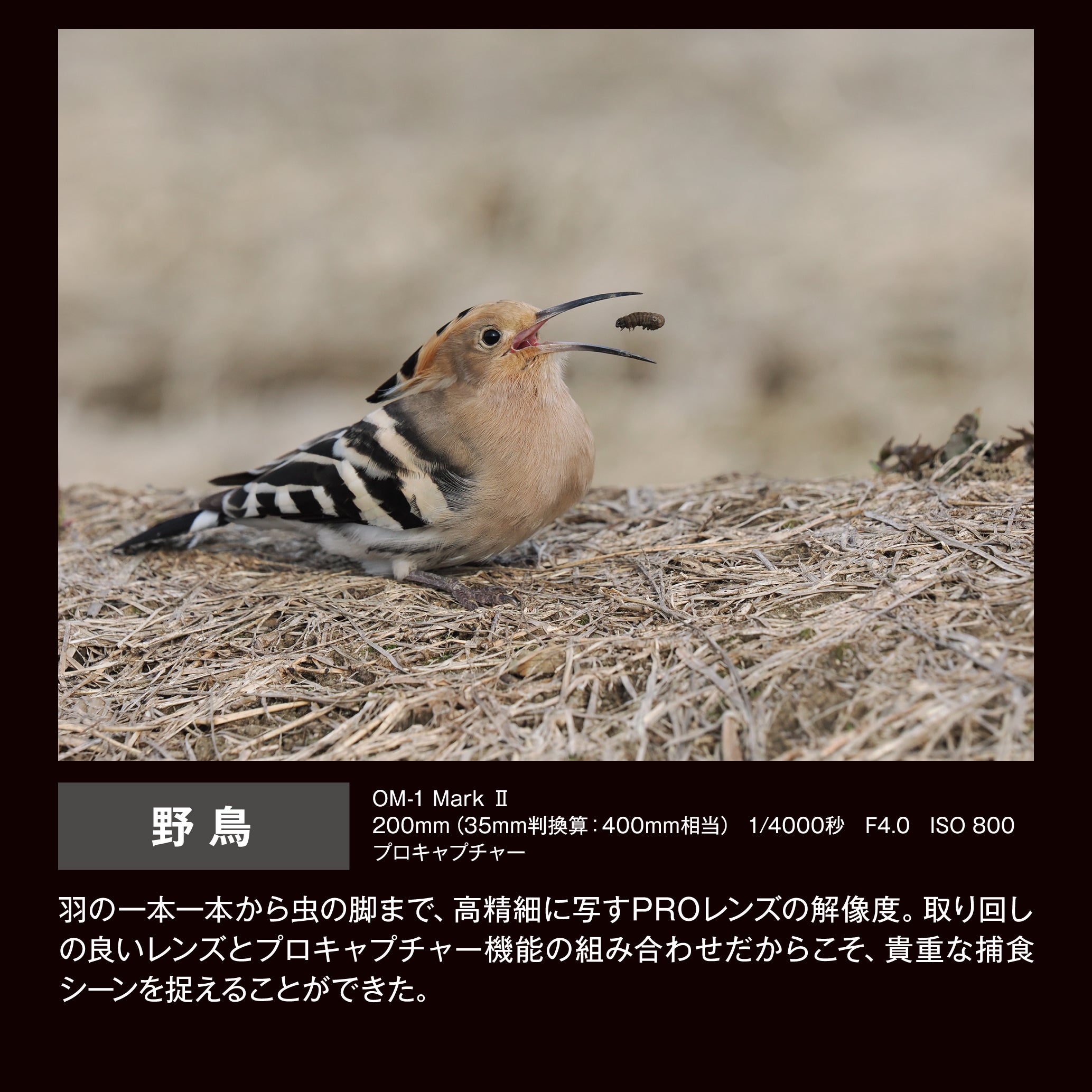 [レンタル] OM SYSTEM M.ZUIKO DIGITAL ED 50-200mm F2.8 IS PRO 超望遠ズームレンズ＋テレコンバーター MC-20 セット - 16