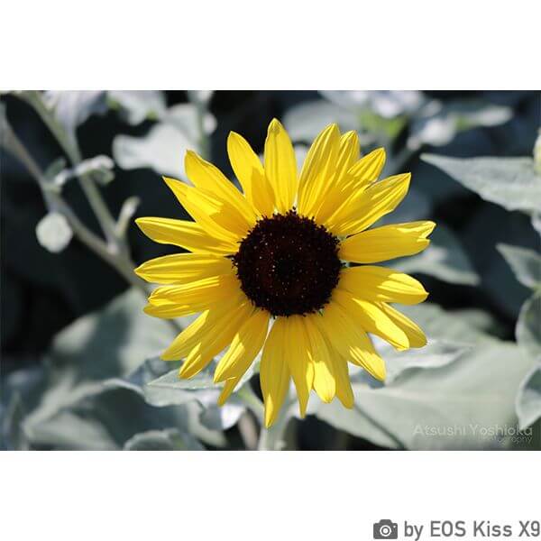 [レンタル] CANON EOS Kiss X9とシグマ便利ズームレンズ(18-300mm)のセット 一眼レフ - 5