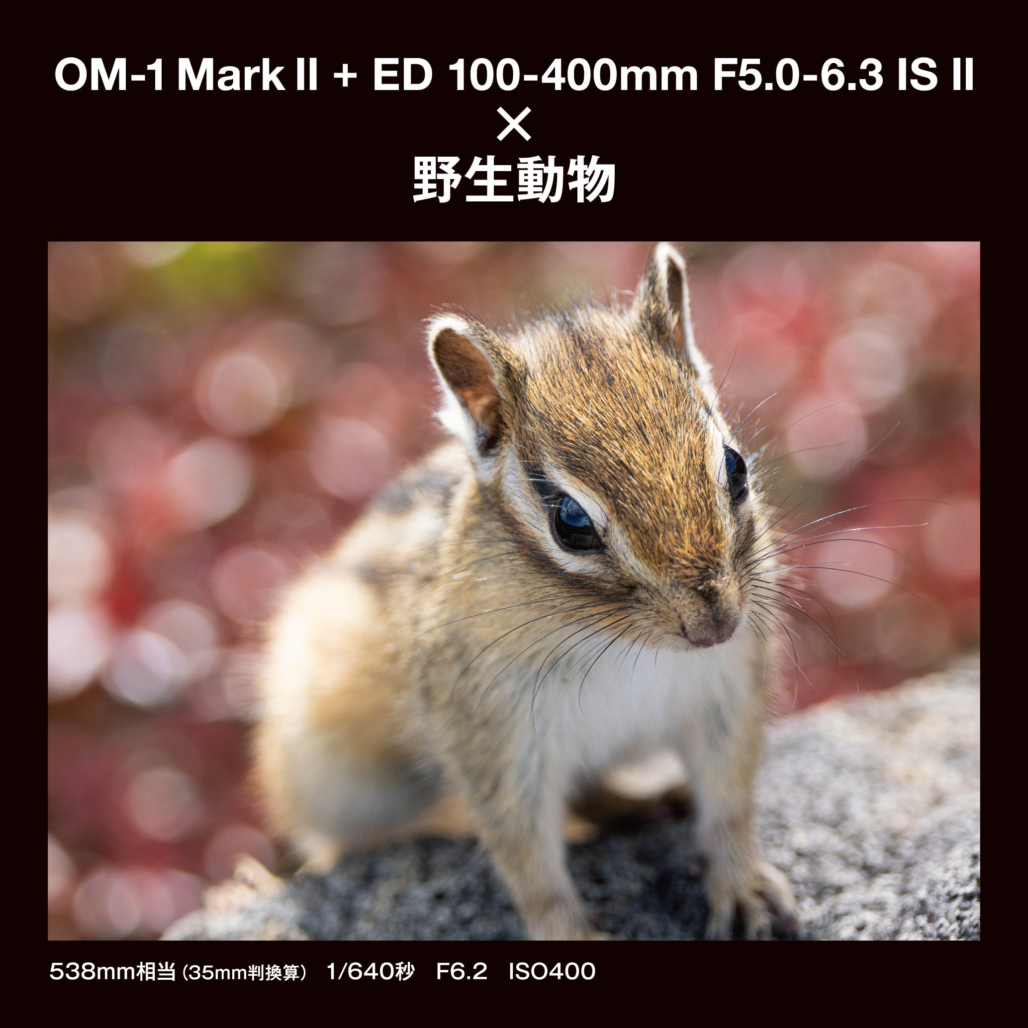 [レンタル] [発表会・野鳥・ペンサ] OM SYSTEM OM-1 Mark II ＆ M.ZUIKO DIGITAL ED 100-400mm F5.0-6.3 IS II 望遠ズームレンズセット - 23