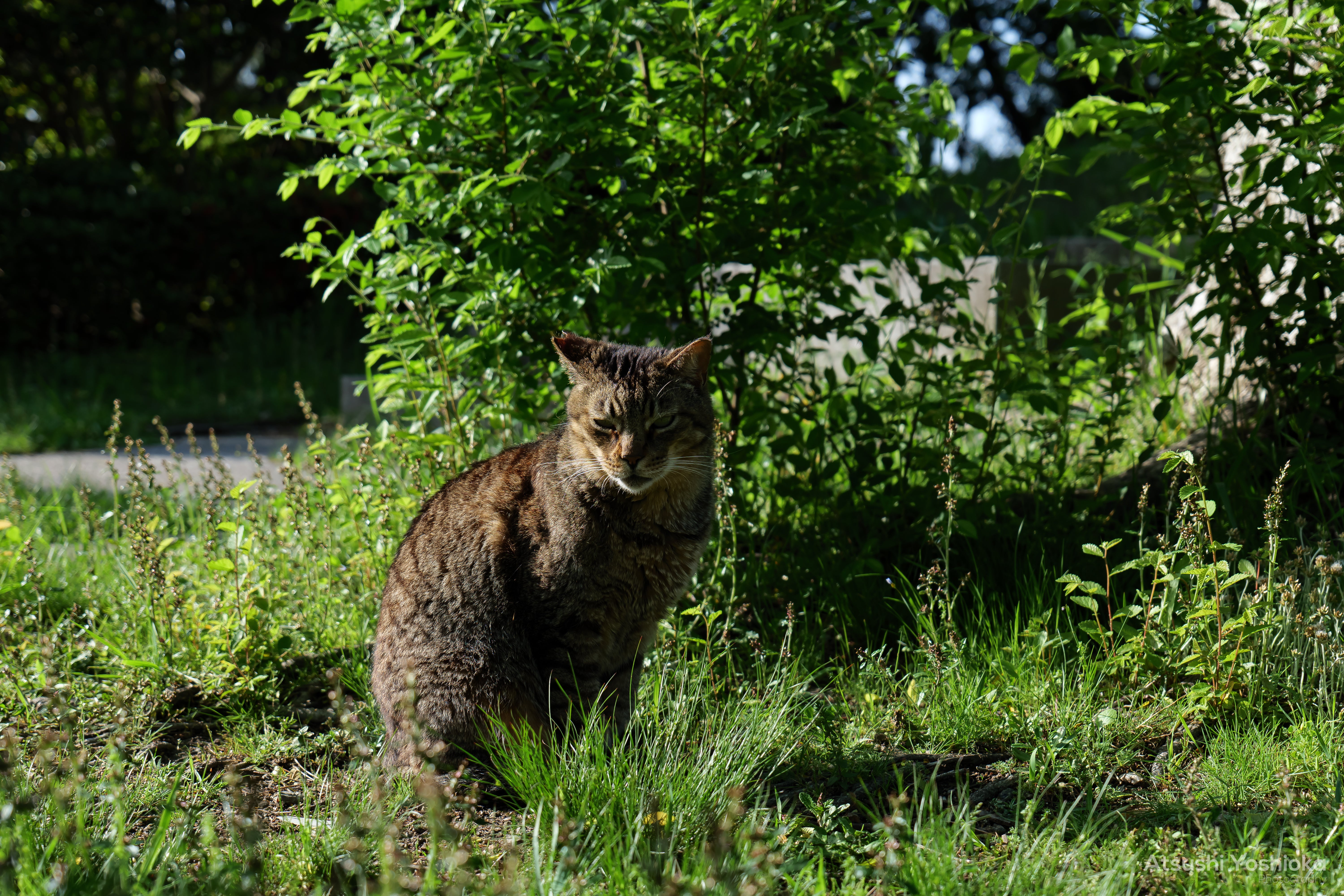 [レンタル] パナソニック LUMIX DC-S5 標準ズームレンズキット ミラーレス一眼 - 6