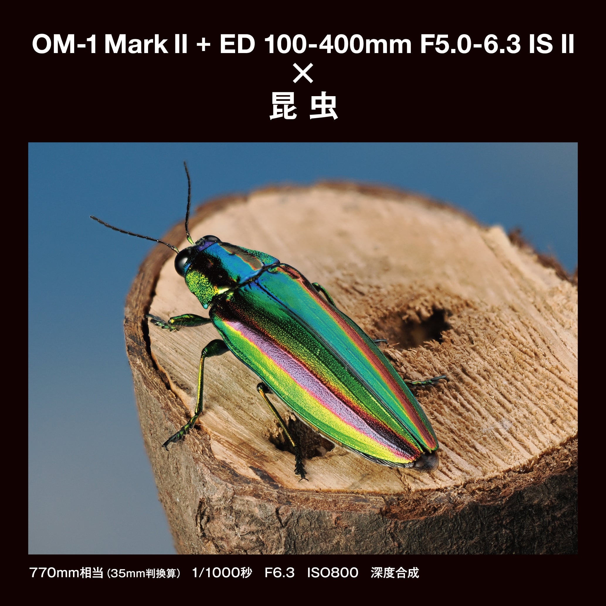 [レンタル] [発表会・野鳥・ペンサ] OM SYSTEM OM-1 Mark II ＆ M.ZUIKO DIGITAL ED 100-400mm F5.0-6.3 IS II 望遠ズームレンズセット - 20