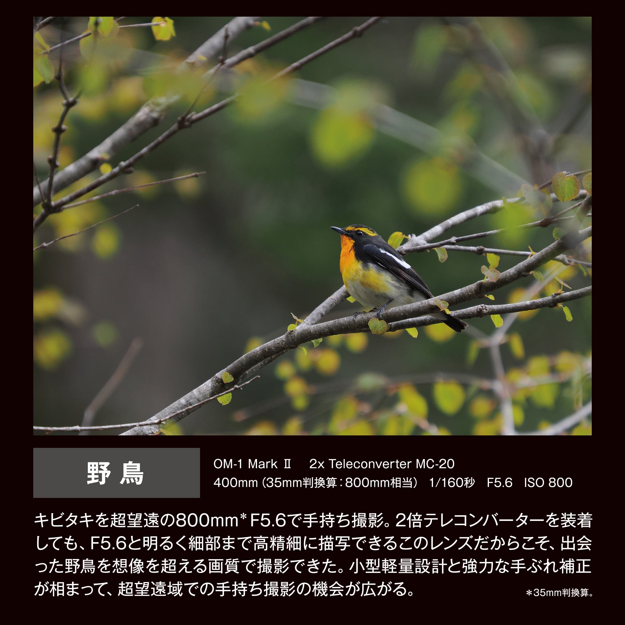 [レンタル] OM SYSTEM M.ZUIKO DIGITAL ED 50-200mm F2.8 IS PRO 超望遠ズームレンズ - 6