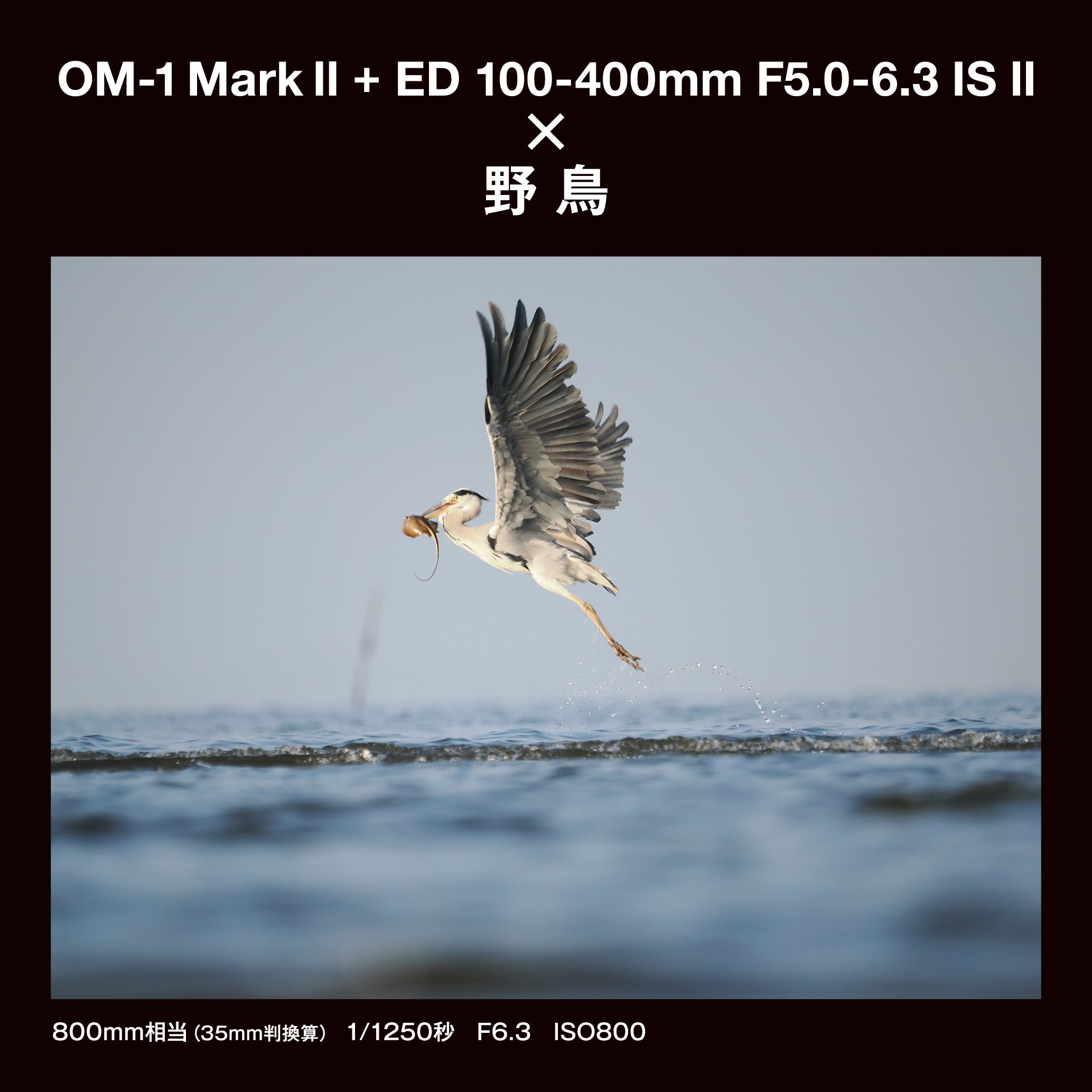 [レンタル] [発表会・野鳥・ペンサ] OM SYSTEM OM-1 Mark II ＆ M.ZUIKO DIGITAL ED 100-400mm F5.0-6.3 IS II 望遠ズームレンズセット - 19