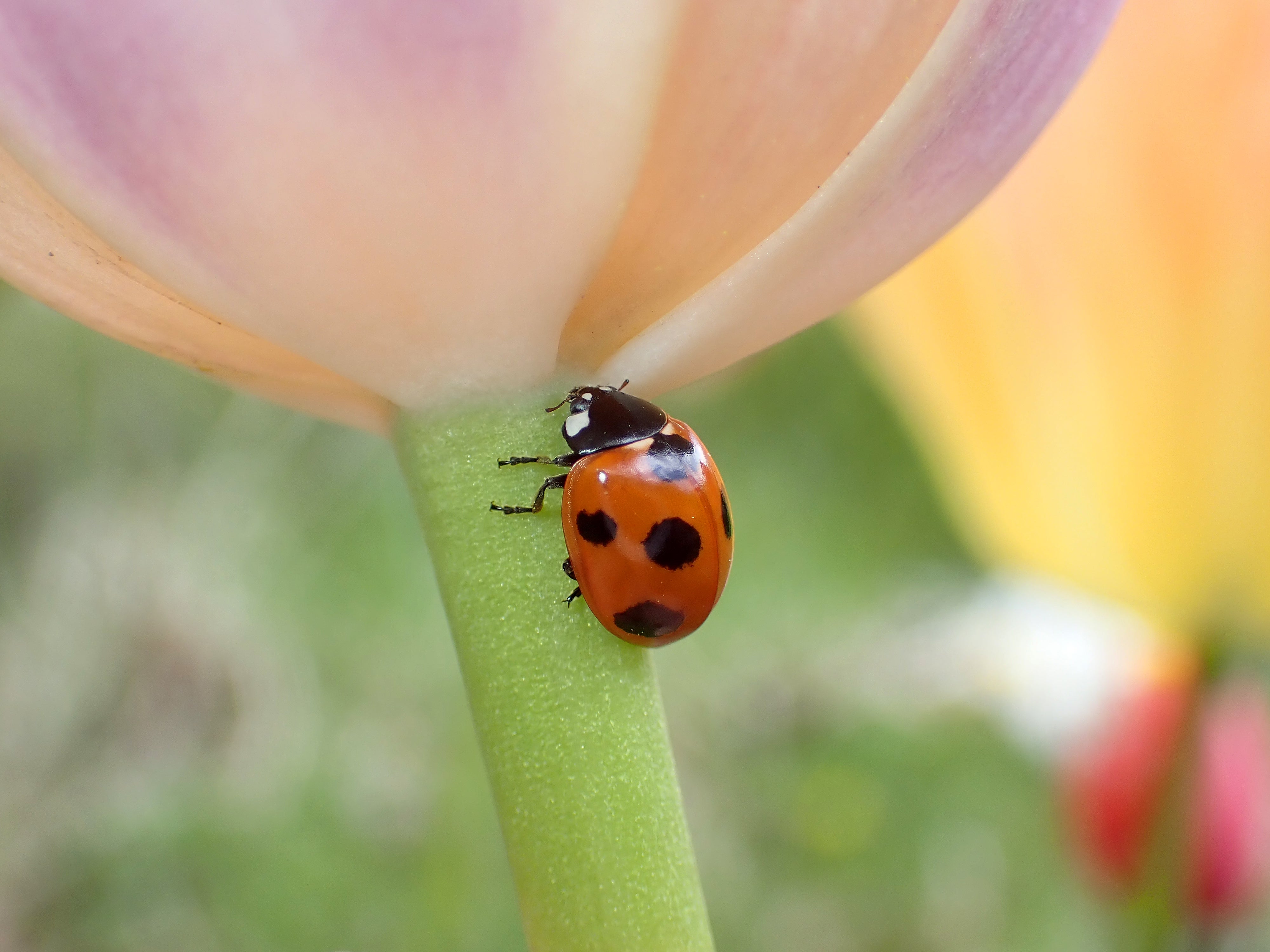 [レンタル] OM SYSTEM 防水カメラ Tough TG-7 コンパクトデジタルカメラ - 15