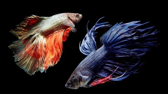 [レンタル] LAOWA 24mm F14 2X MACRO PROBE マクロプローブレンズ (SONY Eマウント用) - 5