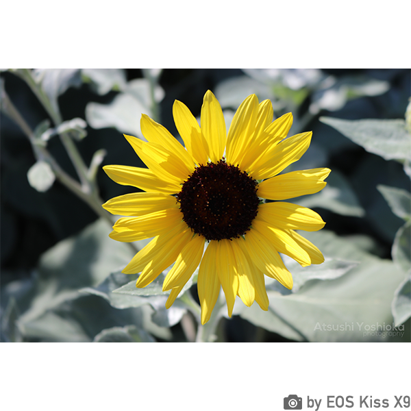 [レンタル] CANON EOS Kiss X9 レンズキット 一眼レフ - 7