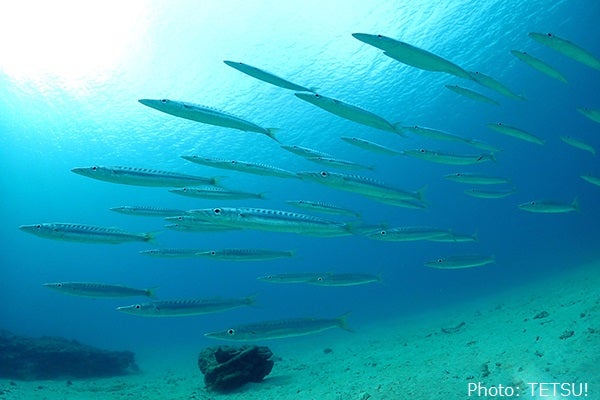 [レンタル] Fisheye(フィッシュアイ)WEEFINE WF ワイドコンバージョンレンズ UWL-24M52R - 3