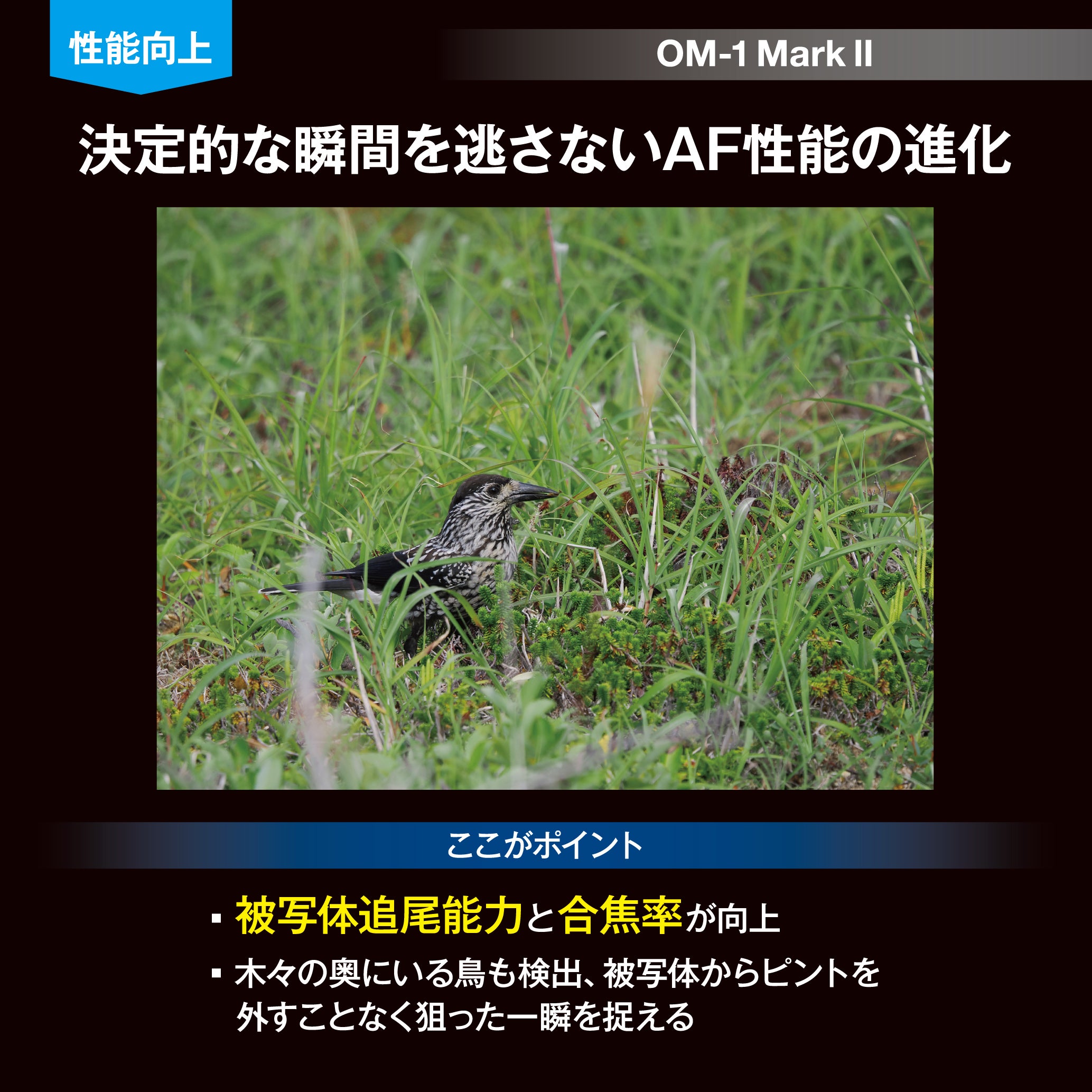 [レンタル] [発表会・野鳥・ペンサ] OM SYSTEM OM-1 Mark II ＆ M.ZUIKO DIGITAL ED 100-400mm F5.0-6.3 IS II 望遠ズームレンズセット - 9