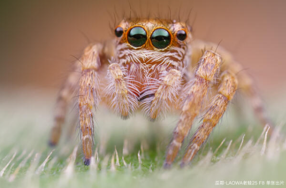 [レンタル] LAOWA 25mm F2.8 2.5-5X ULTRA MACRO (SONY Eマウント用) - 7