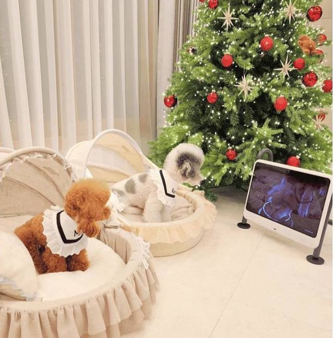 [レンタル] サニーウェーブテック Dogsplay 犬用ディスプレイ - 5